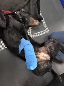Applying a bandage to an injured dog's paw