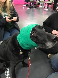 Applying a bandage to an injured dog