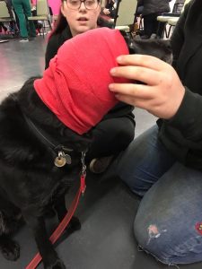 Applying a bandage to an injured dog