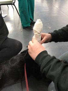 Applying a bandage to an injured dog