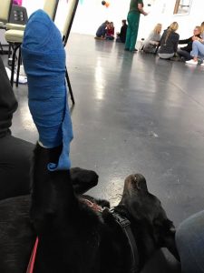 Pet first aid training session