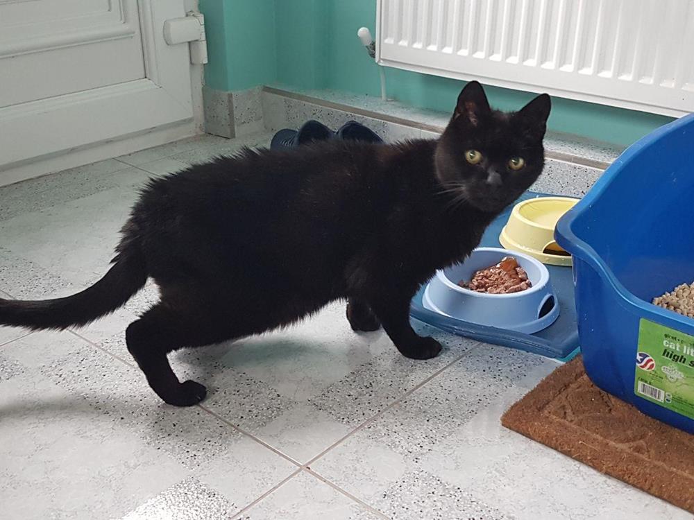 A black cat being pet sat by nice and cuddly
