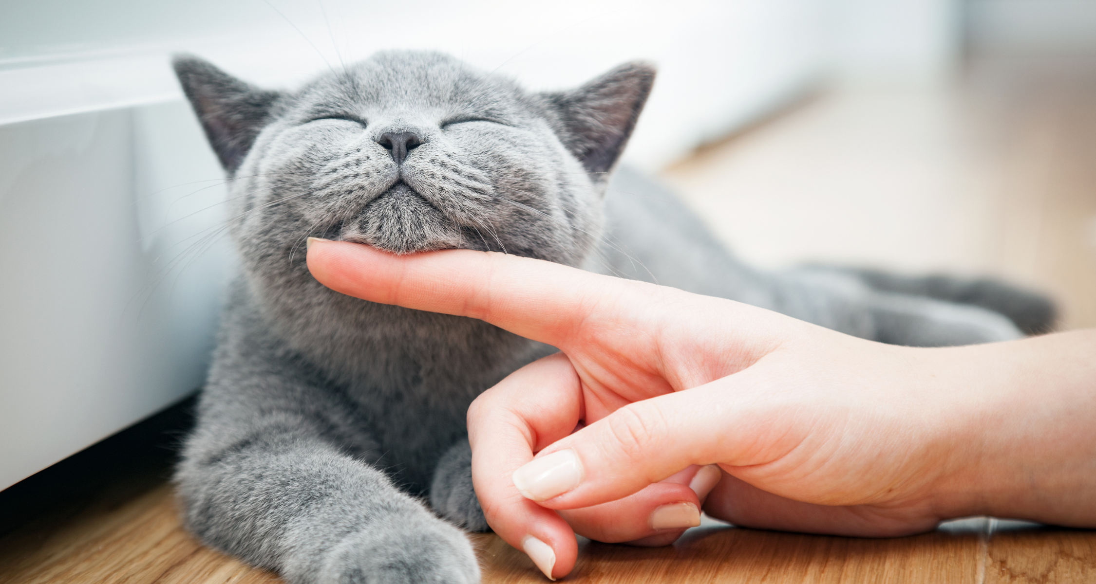A pet sitter petting the pet cat from Nice and Cuddly