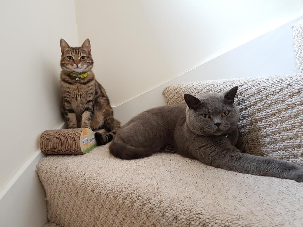 Cat sitting in Salford Quays