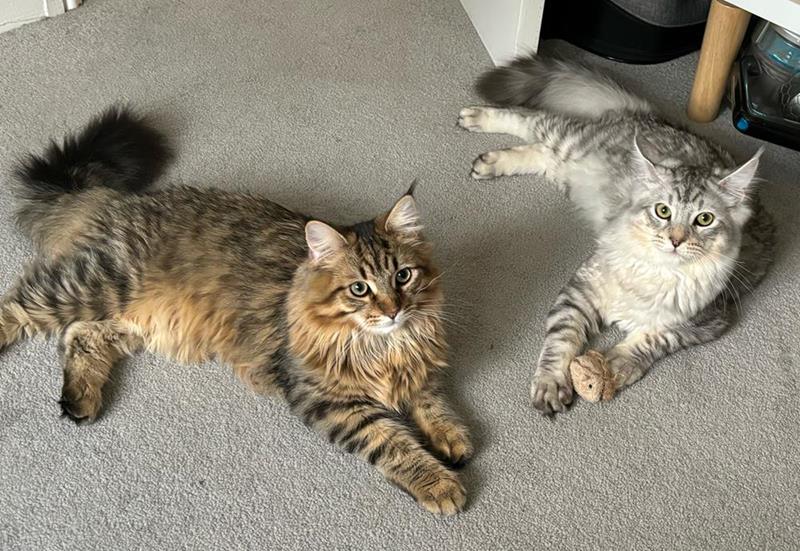 Cat Sitting in Manchester