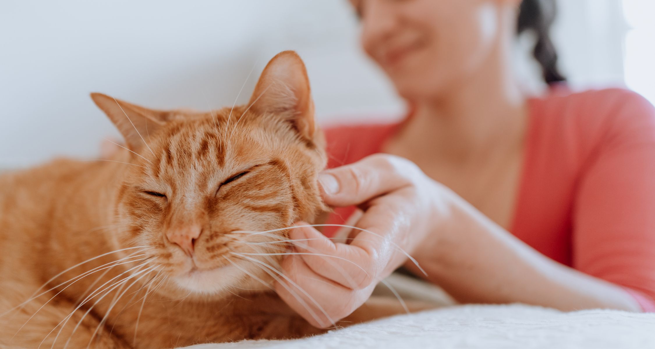 A woman in a salmon-pink shirt is petting a ginger cat with her hands.